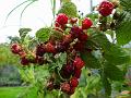2012-1001-1535_Raspberries_15,3C